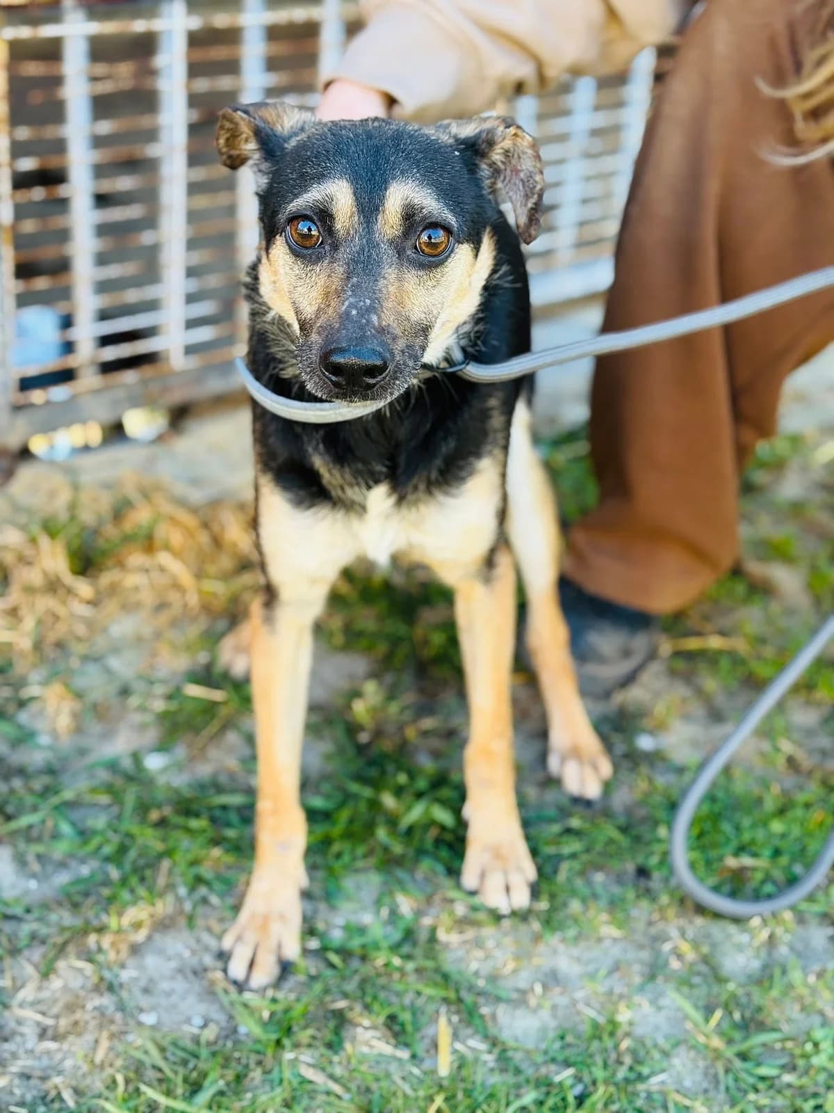 Luna, female 6yo Mixed Breed for adoption at Schronisko dla Bezdomnych Zwierząt w Celestynowie, Celestynów