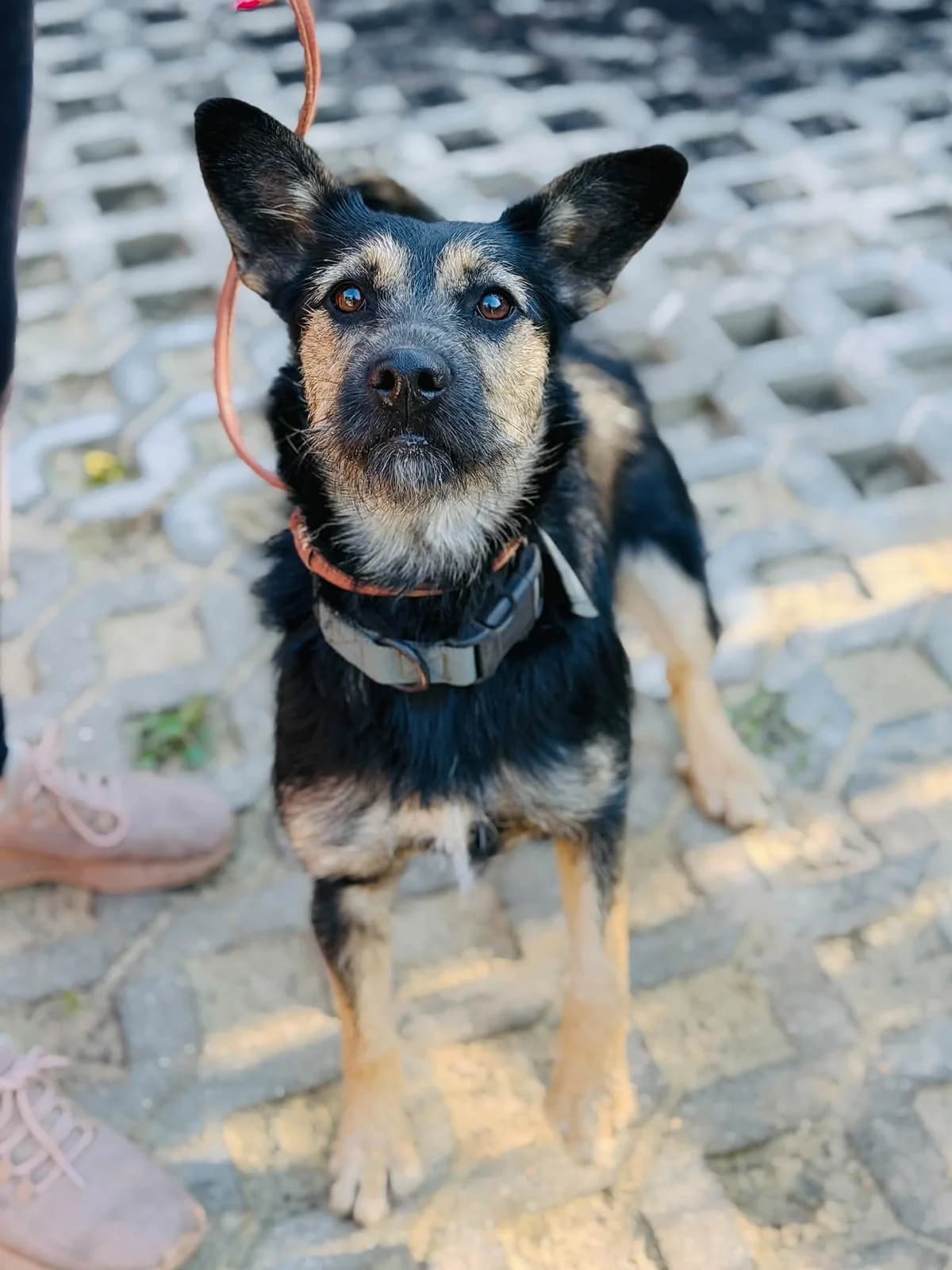 Trąbka, Szorstkowłosa, czarna podpalana, przyjechała w obroży female Mixed Breed for adoption at Schronisko dla Bezdomnych Zwierząt w Celestynowie, Celestynów