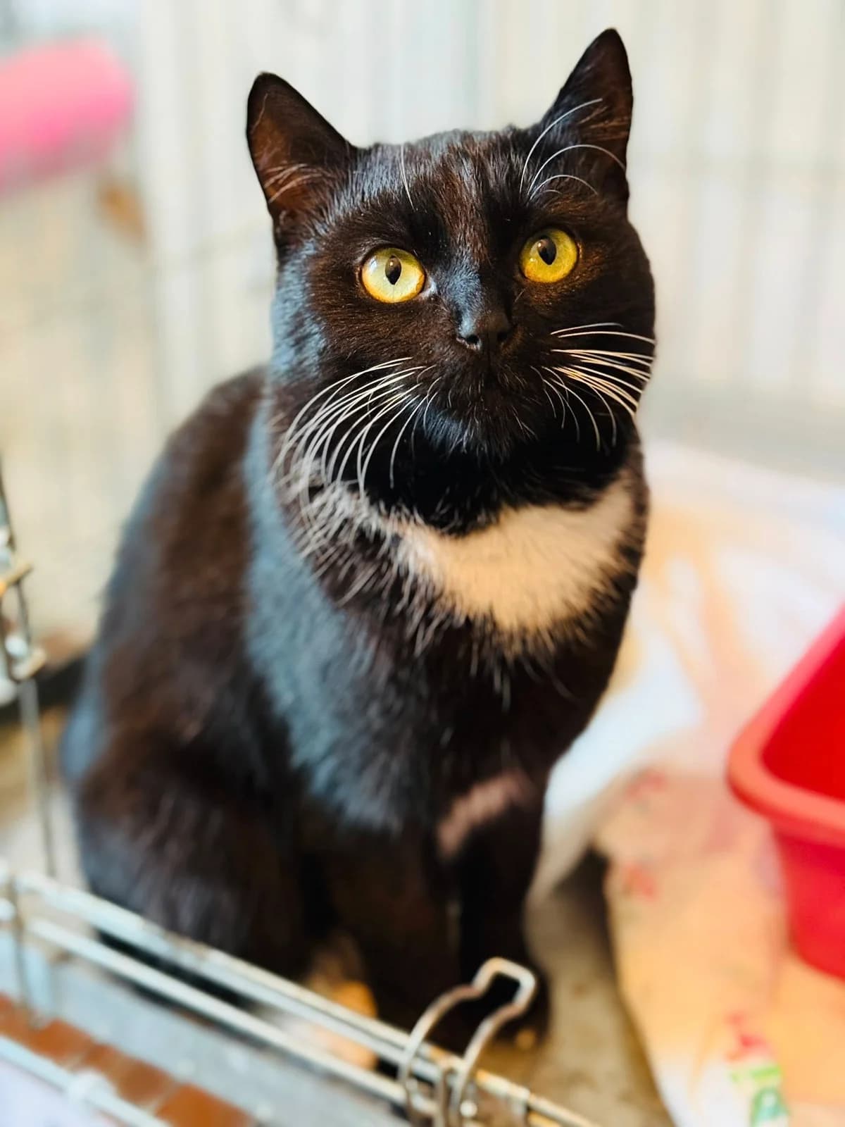 Frykas, czarny male senior Mixed Breed for adoption at Schronisko dla Bezdomnych Zwierząt w Celestynowie, Celestynów