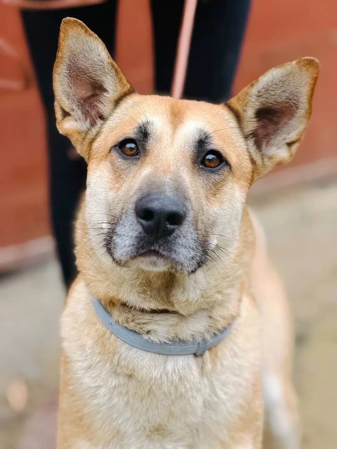 Havan, male 6yo Mixed Breed for adoption at Schronisko dla Bezdomnych Zwierząt w Celestynowie, Celestynów