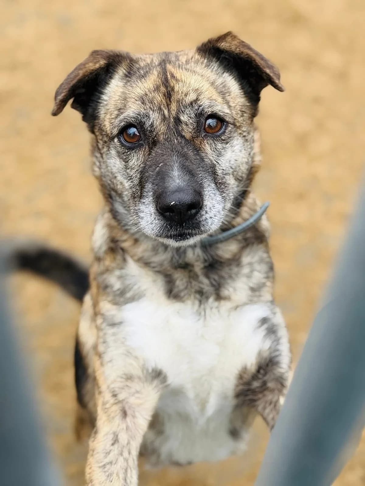 Nysa, female 7yo Mixed Breed for adoption at Schronisko dla Bezdomnych Zwierząt w Celestynowie, Celestynów