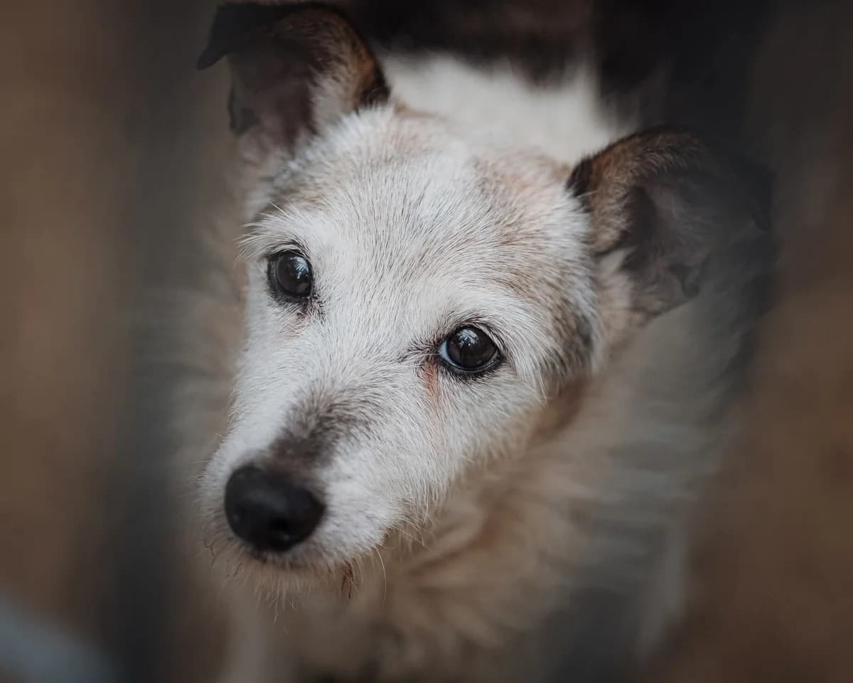 Burlon, male senior Mixed Breed for adoption at Schronisko dla Bezdomnych Zwierząt w Celestynowie, Celestynów