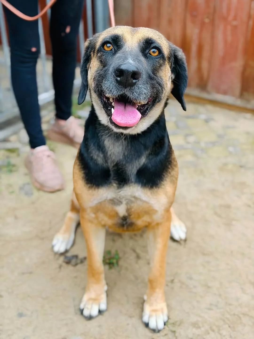 Jessie, female senior Mixed Breed for adoption at Schronisko dla Bezdomnych Zwierząt w Celestynowie, Celestynów