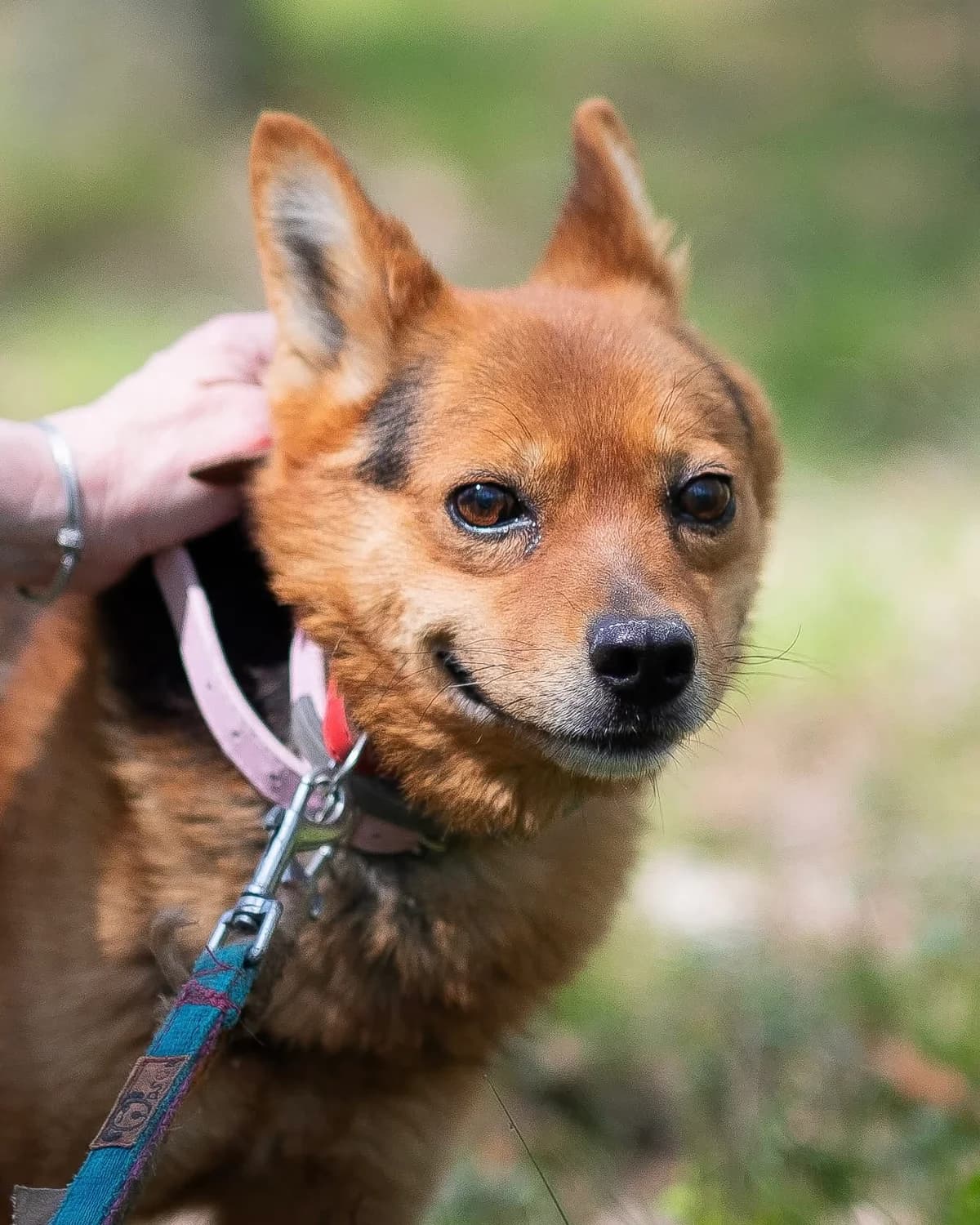 Marchewka, female senior Mixed Breed for adoption at Schronisko dla Bezdomnych Zwierząt w Celestynowie, Celestynów