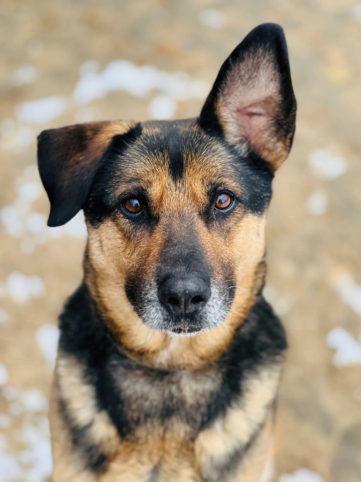 Marchewka, female senior Mixed Breed for adoption at Schronisko dla Bezdomnych Zwierząt w Celestynowie, Celestynów
