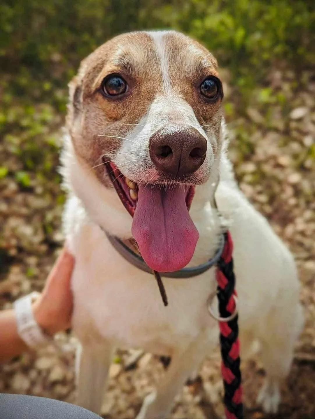 Pawko, czarny podpalany male 6yo Mixed Breed for adoption at Schronisko dla Bezdomnych Zwierząt w Celestynowie, Celestynów