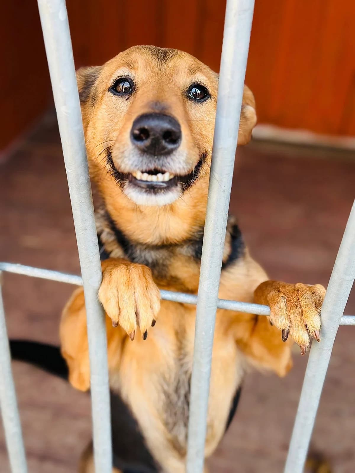 Fortek, czarny z białym, w typie gończego polskiego male senior Mixed Breed for adoption at Schronisko dla Bezdomnych Zwierząt w Celestynowie, Celestynów