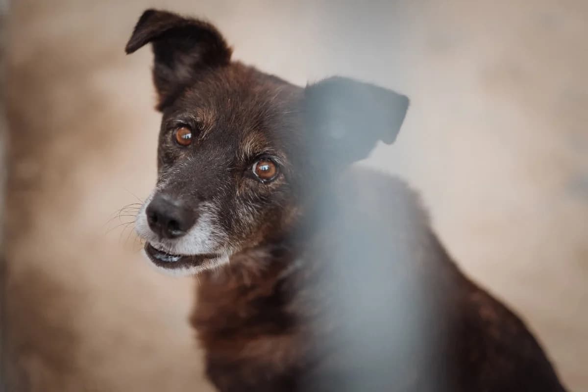 Sucharek, brązowy, długie nóżki male senior Mixed Breed for adoption at Schronisko dla Bezdomnych Zwierząt w Celestynowie, Celestynów