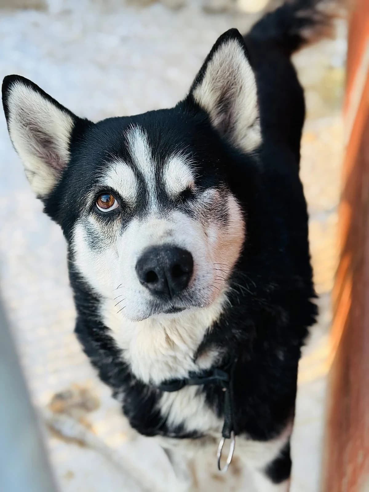 Jeżyna 🆘 trójłapka, brązowa podpalana, w typie owczarka belgijskiego female 6yo Mixed Breed for adoption at Schronisko dla Bezdomnych Zwierząt w Celestynowie, Celestynów