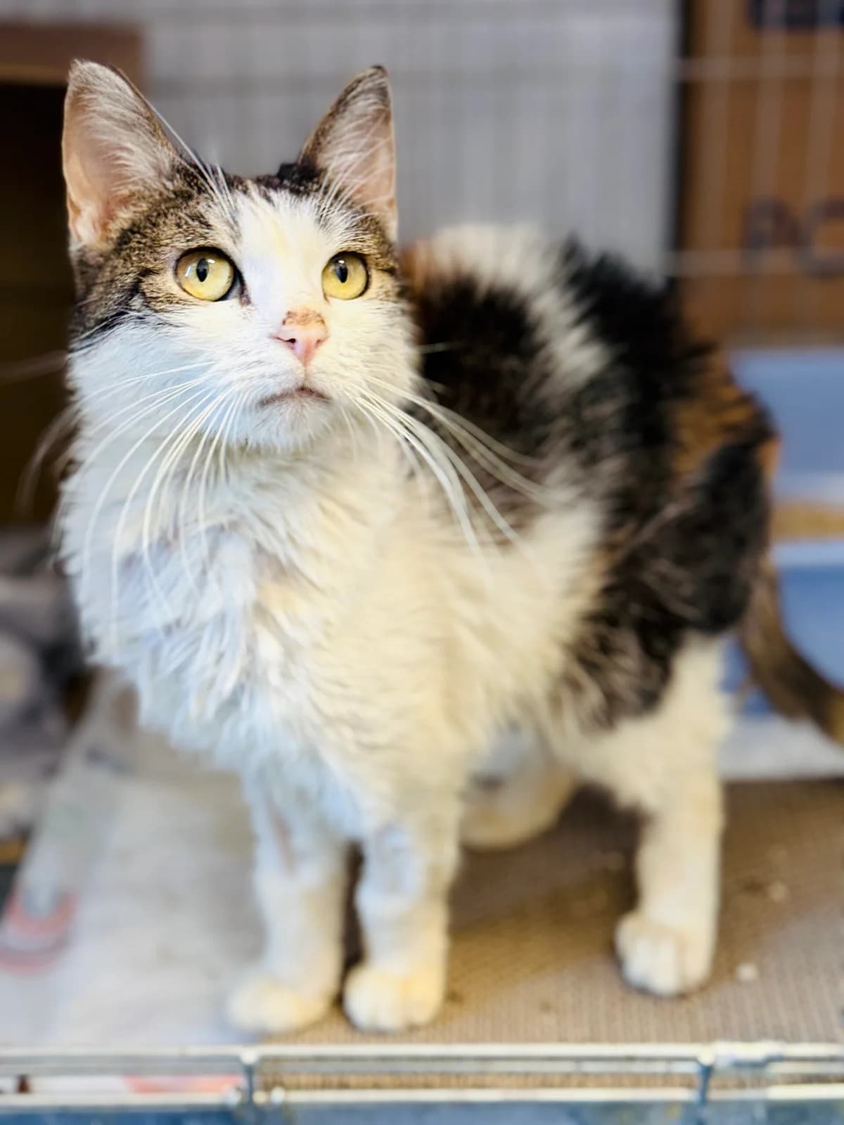Jeżyna 🆘 trójłapka, brązowa podpalana, w typie owczarka belgijskiego female senior Mixed Breed for adoption at Schronisko dla Bezdomnych Zwierząt w Celestynowie, Celestynów