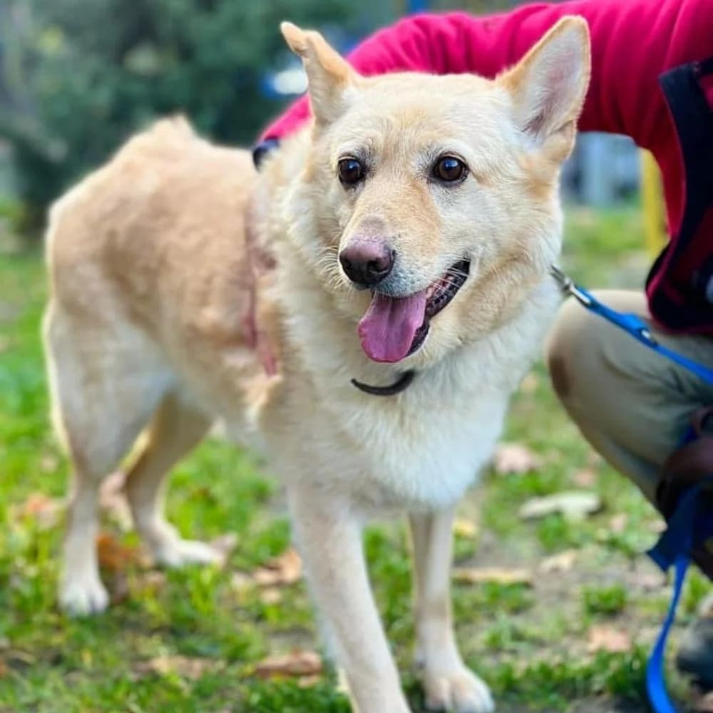 Celestka, czarna podpalana długowłosa female senior Mixed Breed for adoption at Schronisko dla Bezdomnych Zwierząt w Celestynowie, Celestynów