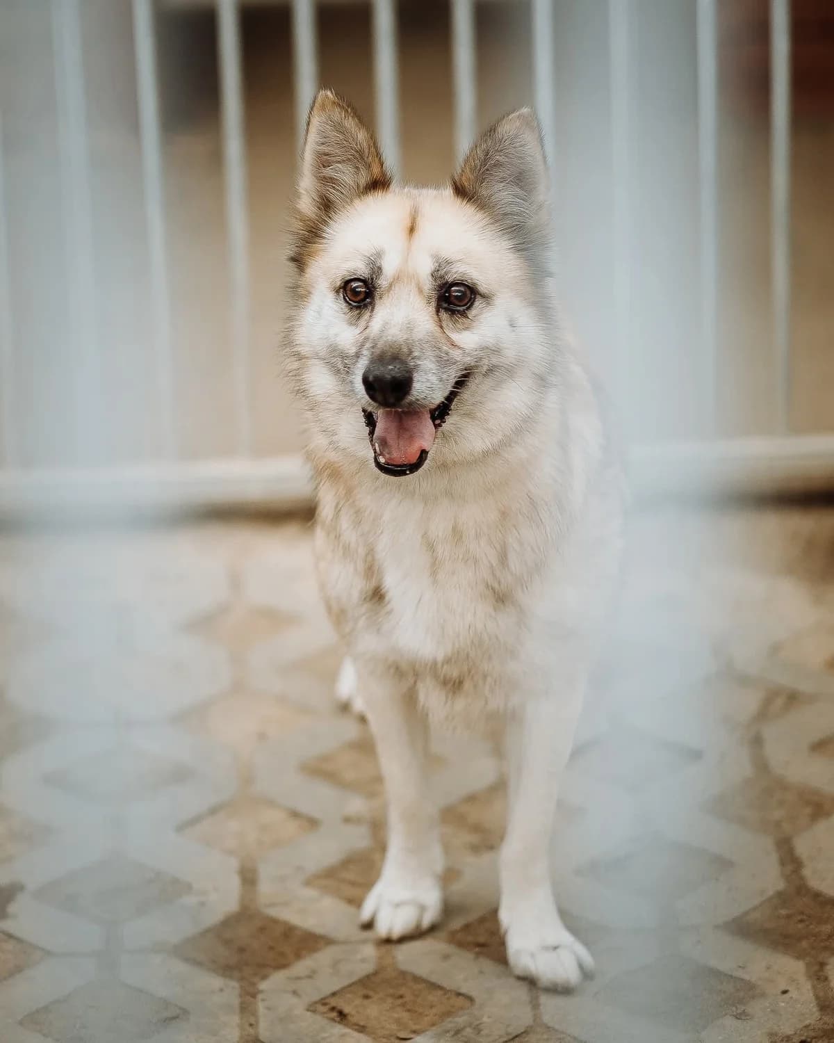 Kuki, beżowa female 7yo Mixed Breed for adoption at Schronisko dla Bezdomnych Zwierząt w Celestynowie, Celestynów