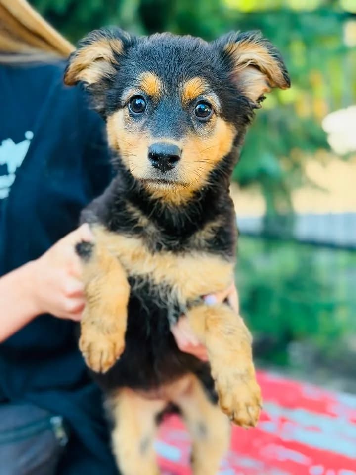 Kalsifer (FIV+), male young Mixed Breed for adoption at Schronisko dla Bezdomnych Zwierząt w Celestynowie, Celestynów