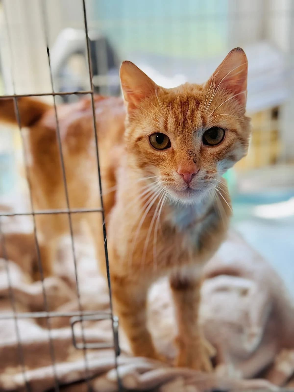 Kalsifer (FIV+), male young Mixed Breed for adoption at Schronisko dla Bezdomnych Zwierząt w Celestynowie, Celestynów