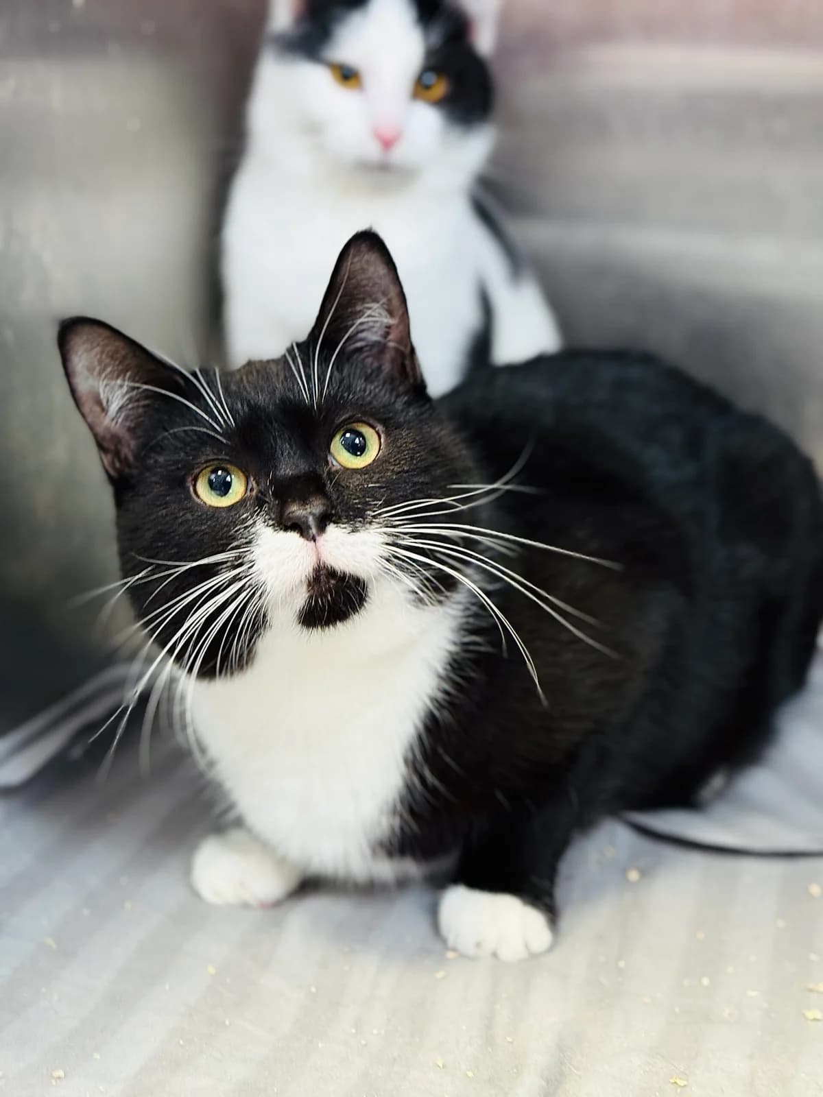 Bąbel, czarny male senior Mixed Breed for adoption at Schronisko dla Bezdomnych Zwierząt w Celestynowie, Celestynów