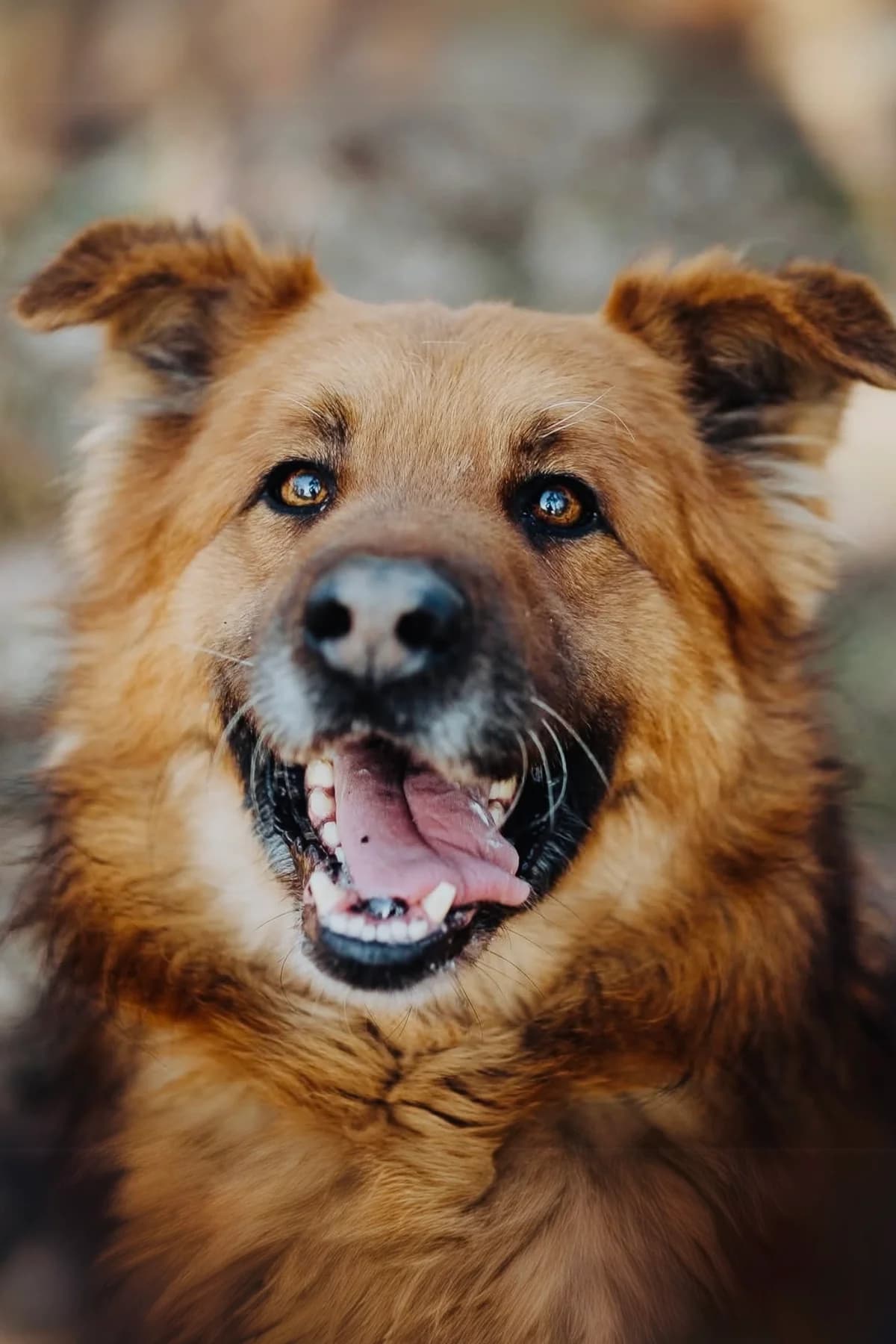 Roma, rudo-biała, w typie ttb female 5yo Mixed Breed for adoption at Schronisko dla Bezdomnych Zwierząt w Celestynowie, Celestynów
