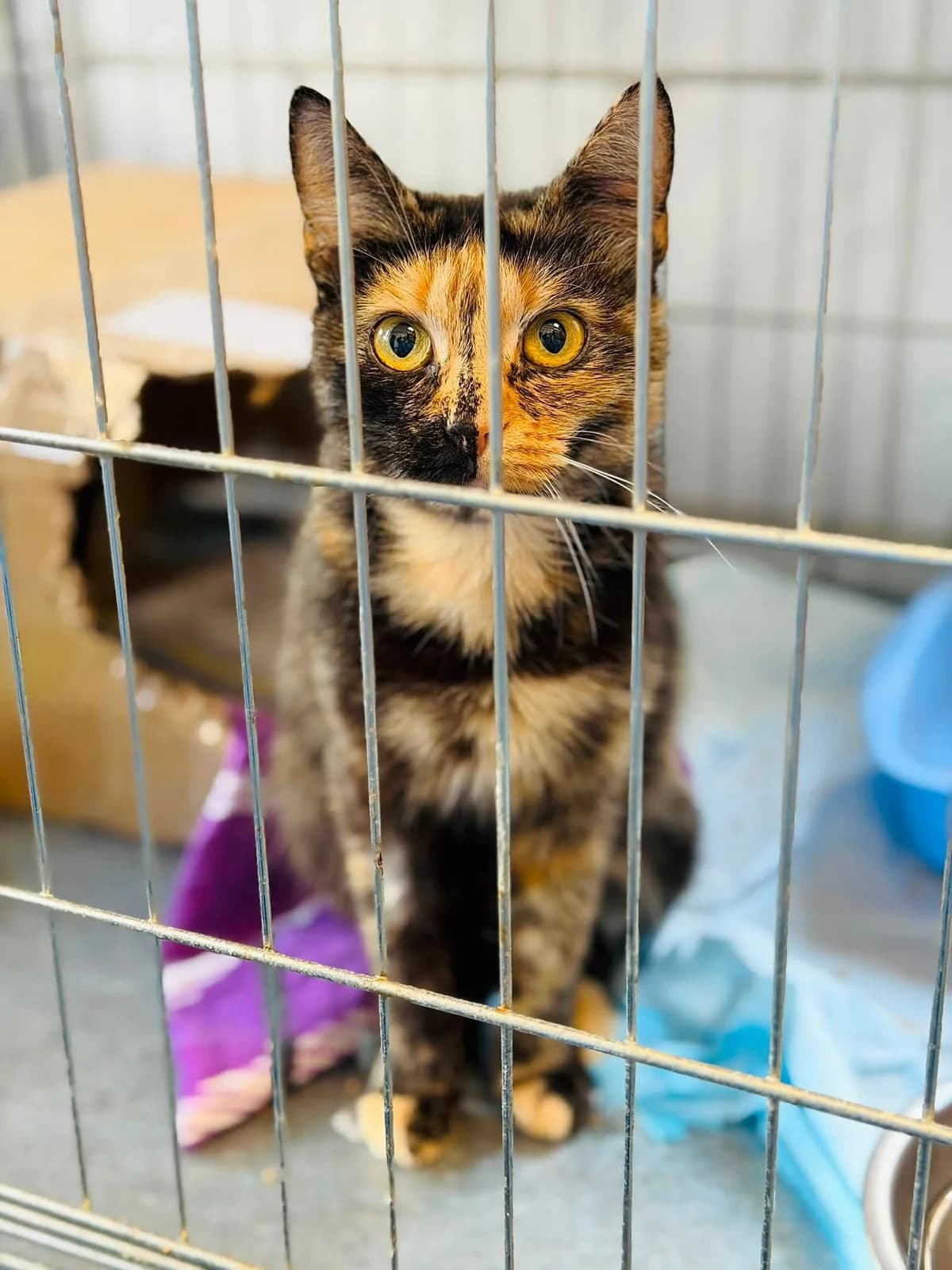 Irina, female 6yo Mixed Breed for adoption at Schronisko dla Bezdomnych Zwierząt w Celestynowie, Celestynów