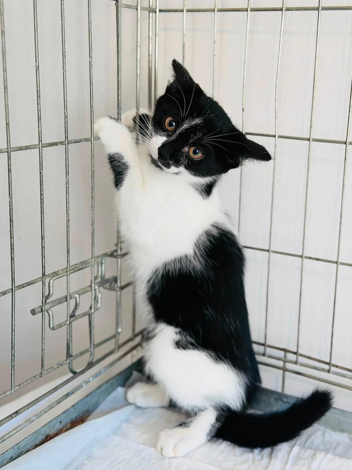 Trymiga, czarno-biała female Mixed Breed for adoption at Schronisko dla Bezdomnych Zwierząt w Celestynowie, Celestynów