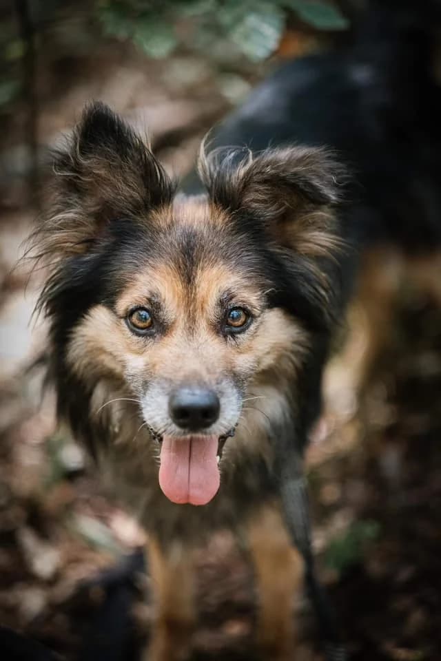 Furmi, beżowy długowłosy, w typie owczarka katalońskiego male young Mixed Breed for adoption at Schronisko dla Bezdomnych Zwierząt w Celestynowie, Celestynów