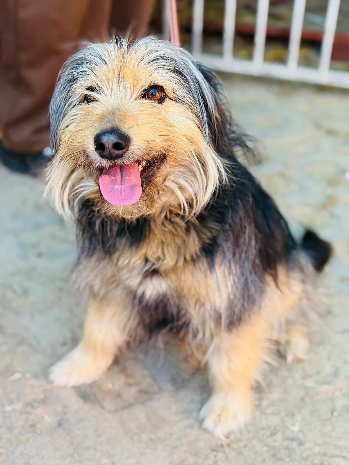 Agar, marengo male 3yo Mixed Breed for adoption at Schronisko dla Bezdomnych Zwierząt w Celestynowie, Celestynów