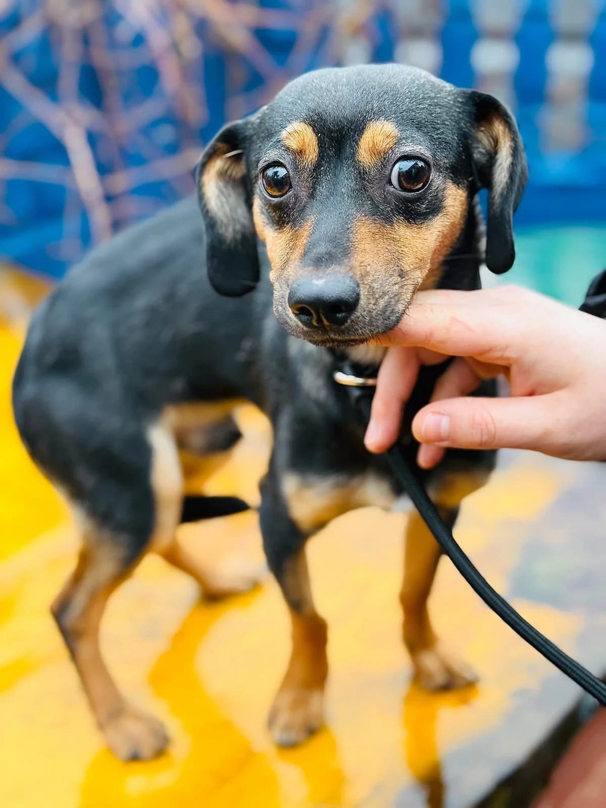 Sfinksia, female 6yo Mixed Breed for adoption at Schronisko dla Bezdomnych Zwierząt w Celestynowie, Celestynów