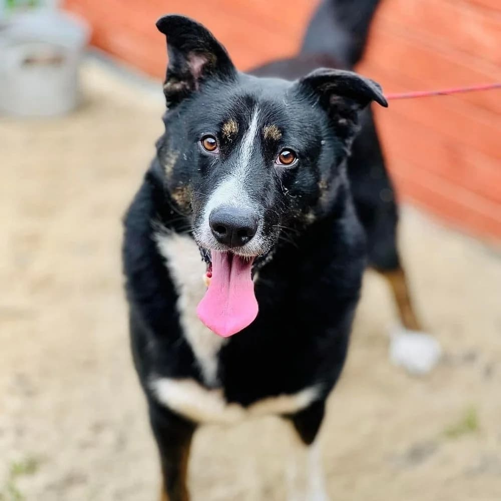 Agar, marengo male young Mixed Breed for adoption at Schronisko dla Bezdomnych Zwierząt w Celestynowie, Celestynów