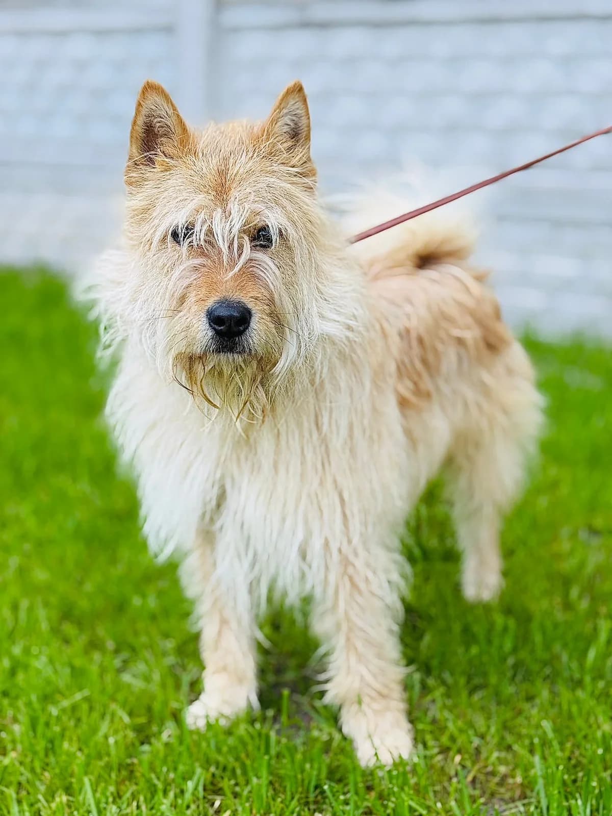 Felek, czarno-biały male 3yo Mixed Breed for adoption at Schronisko dla Bezdomnych Zwierząt w Celestynowie, Celestynów