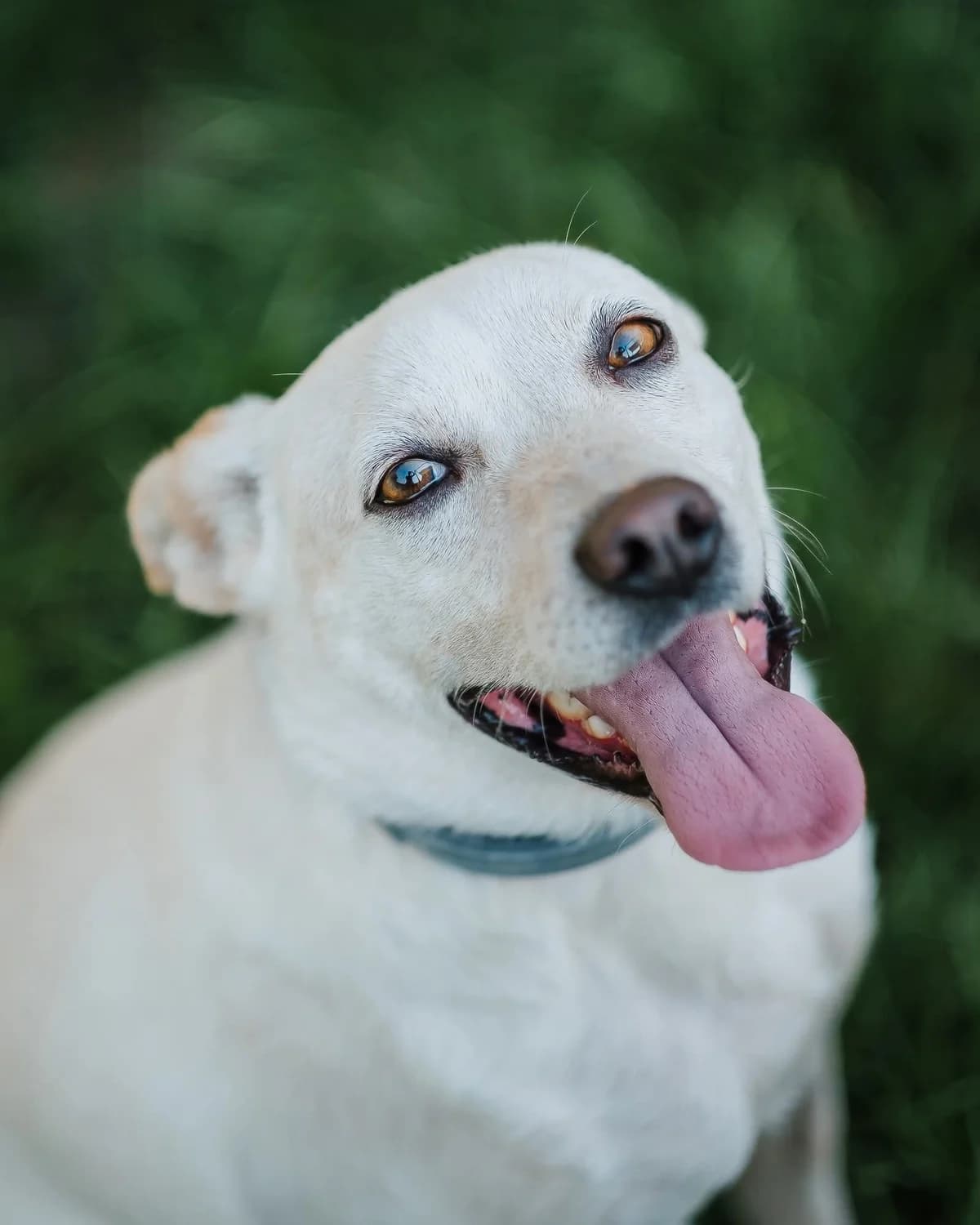 Satyna, female senior Mixed Breed for adoption at Schronisko dla Bezdomnych Zwierząt w Celestynowie, Celestynów