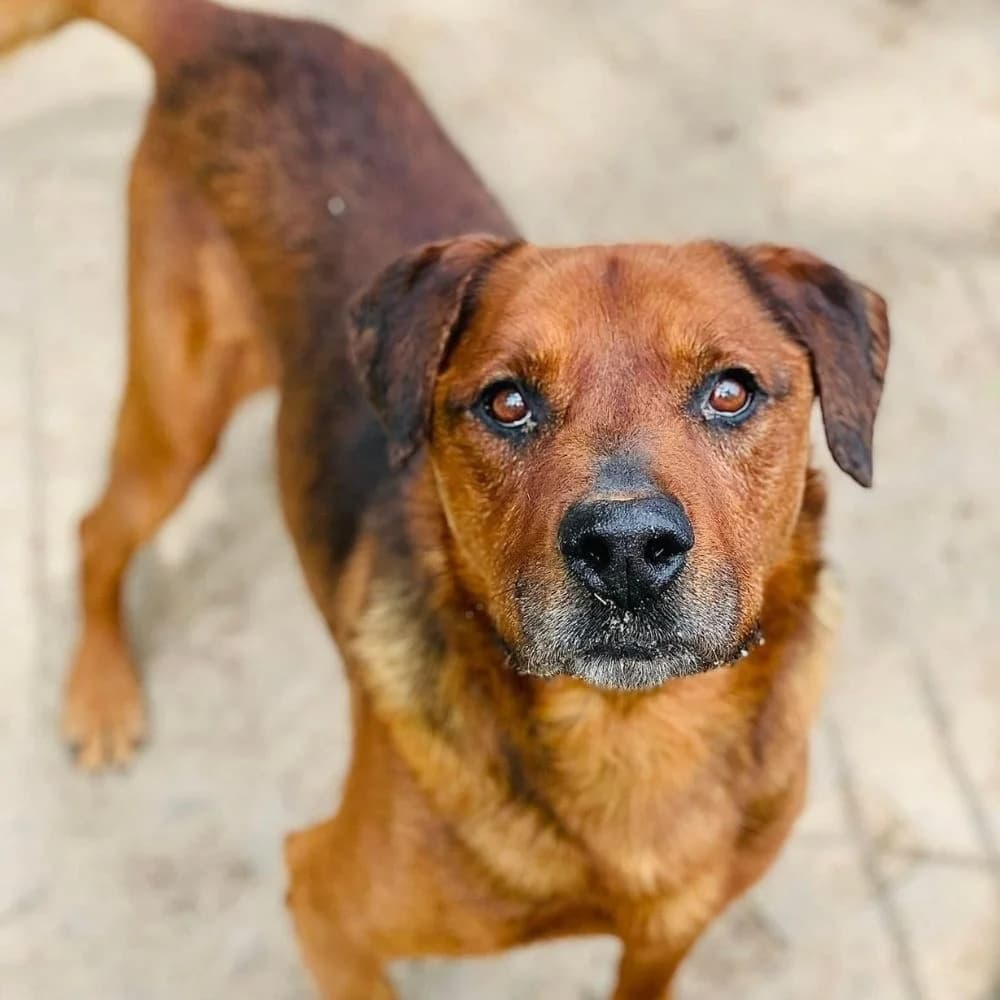 Imbryk, biały z rudawymi plamami male 7yo Mixed Breed for adoption at Schronisko dla Bezdomnych Zwierząt w Celestynowie, Celestynów