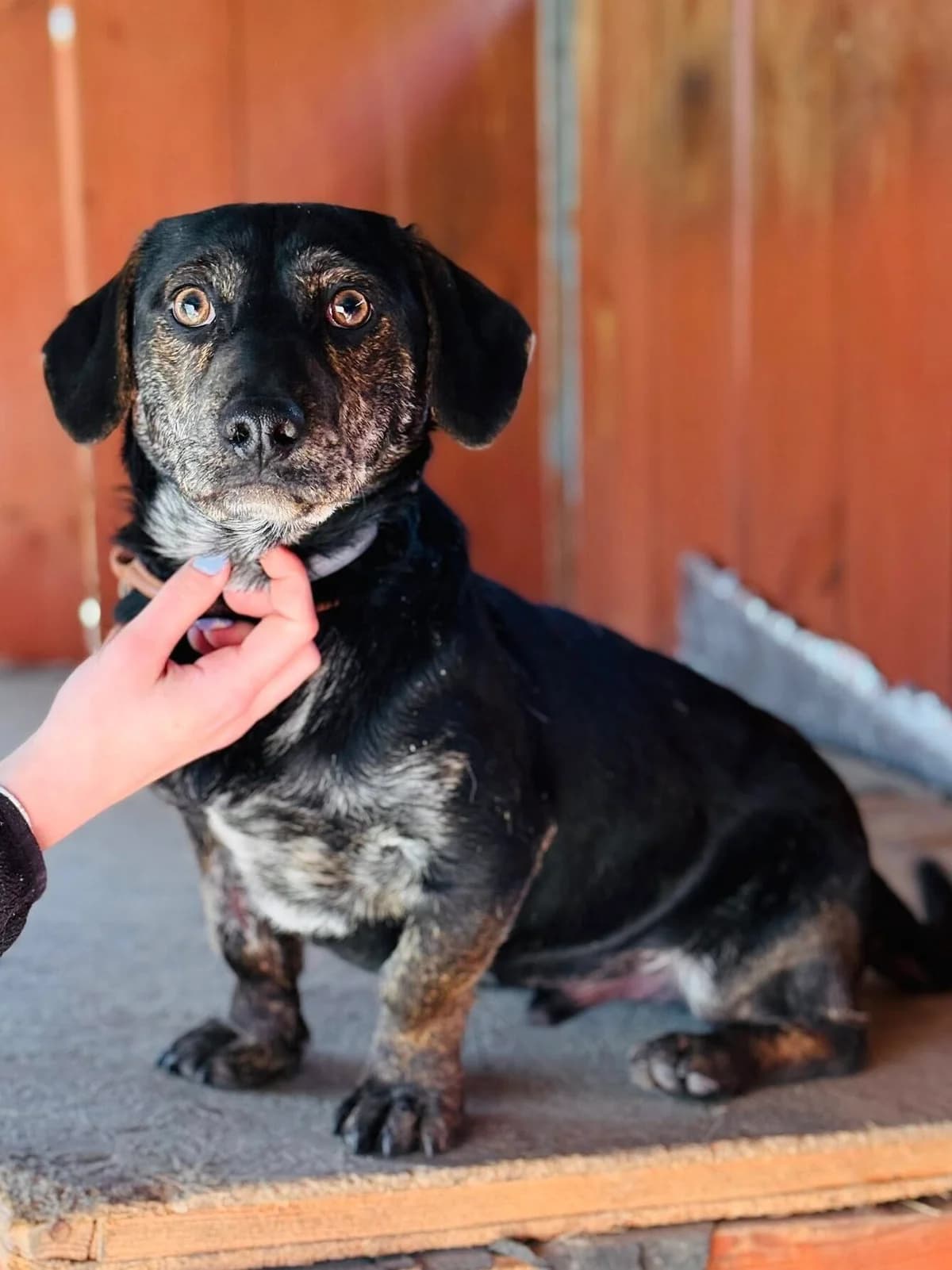 Sebcia, brązowa male Mixed Breed for adoption at Schronisko dla Bezdomnych Zwierząt w Celestynowie, Celestynów