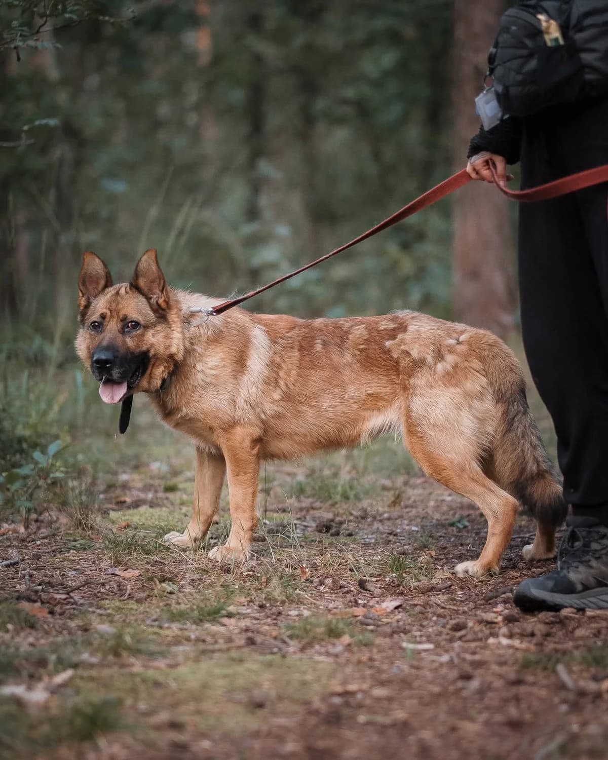 Sebcia, brązowa female 5yo Mixed Breed for adoption at Schronisko dla Bezdomnych Zwierząt w Celestynowie, Celestynów