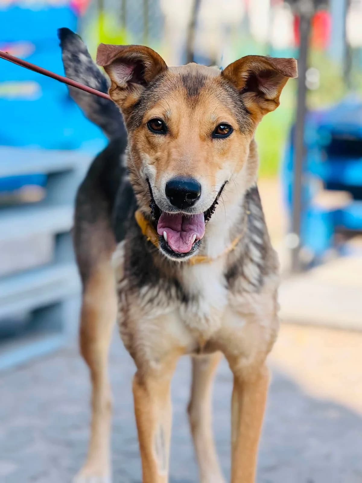Yosyp, male 7yo Mixed Breed for adoption at Schronisko dla Bezdomnych Zwierząt w Celestynowie, Celestynów