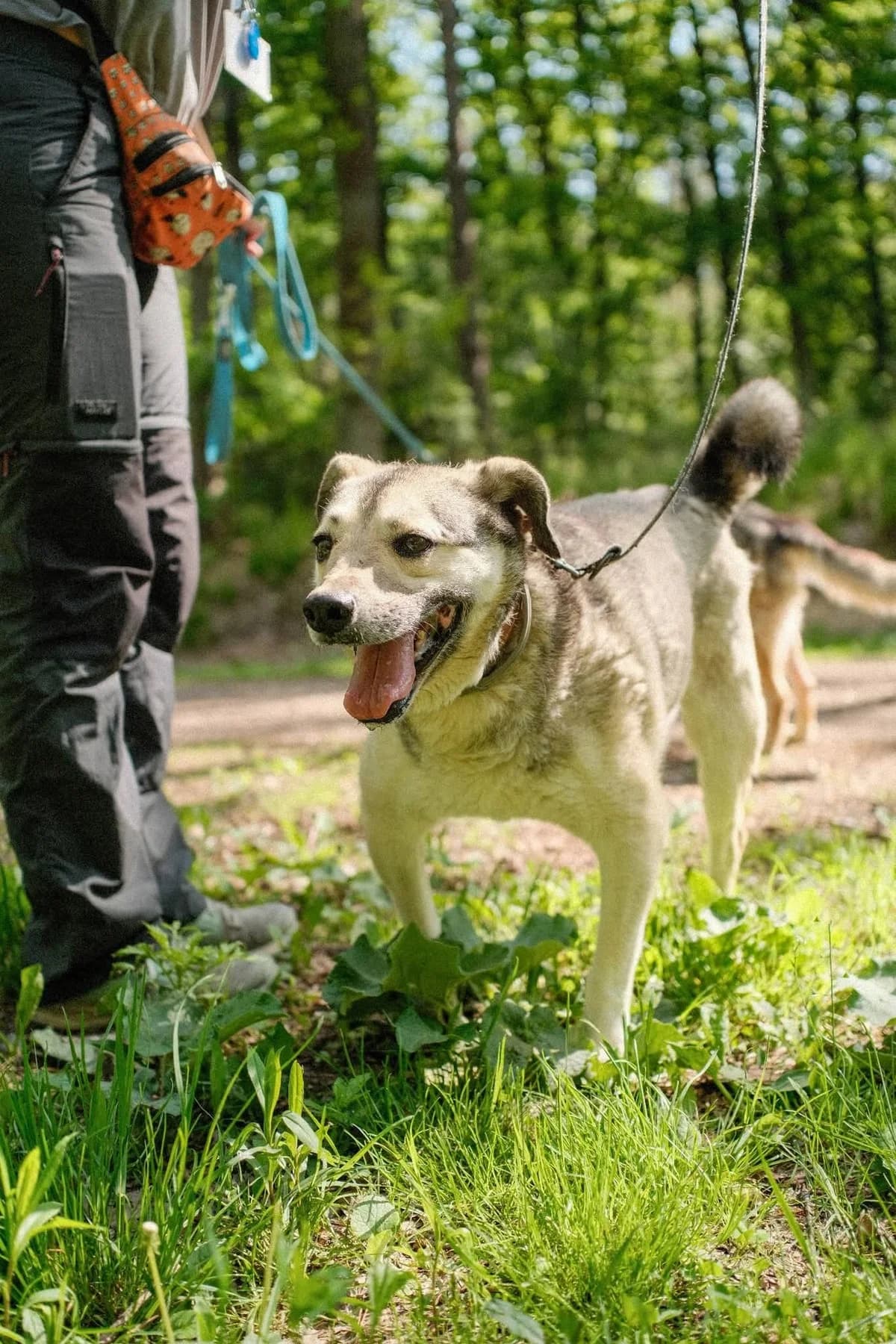 Yosyp, male 7yo Mixed Breed for adoption at Schronisko dla Bezdomnych Zwierząt w Celestynowie, Celestynów