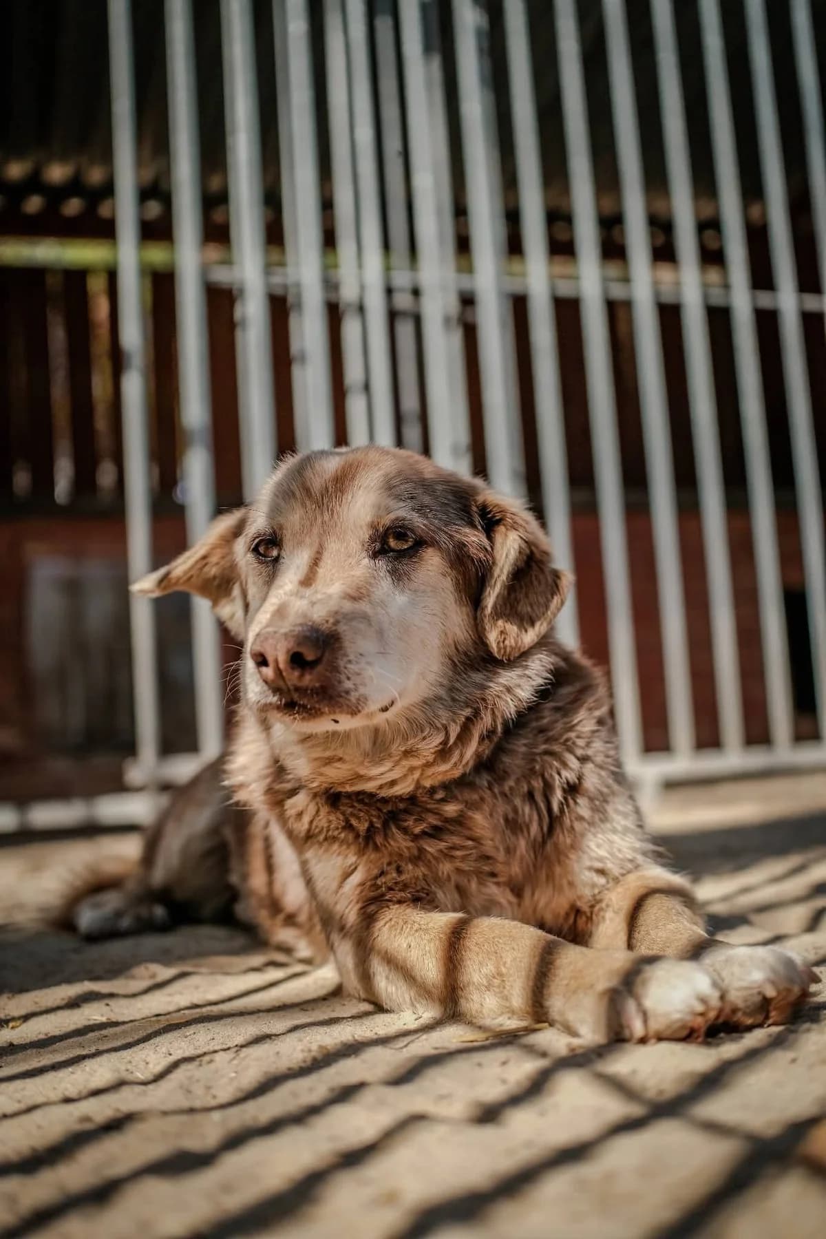 Dropi, male senior Mixed Breed for adoption at Schronisko dla Bezdomnych Zwierząt w Celestynowie, Celestynów
