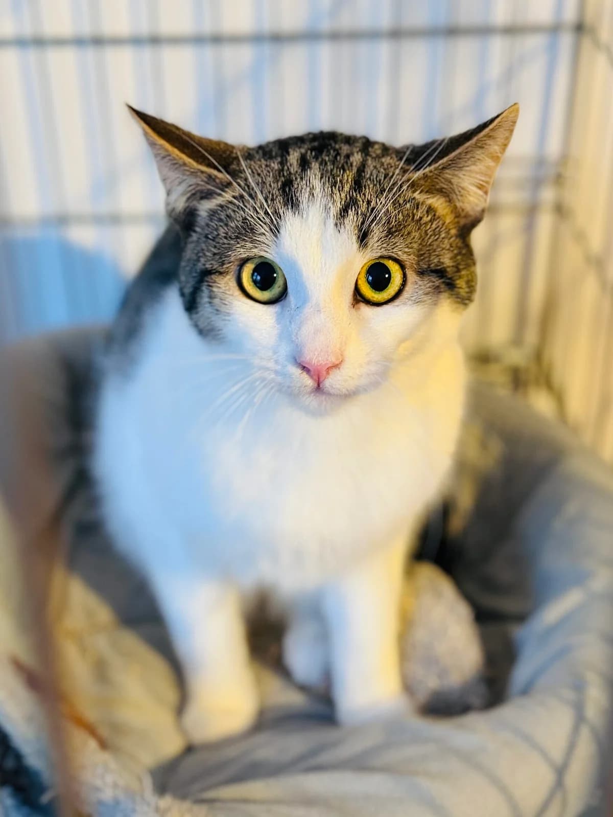 Barka, czaprakowa male senior Mixed Breed for adoption at Schronisko dla Bezdomnych Zwierząt w Celestynowie, Celestynów