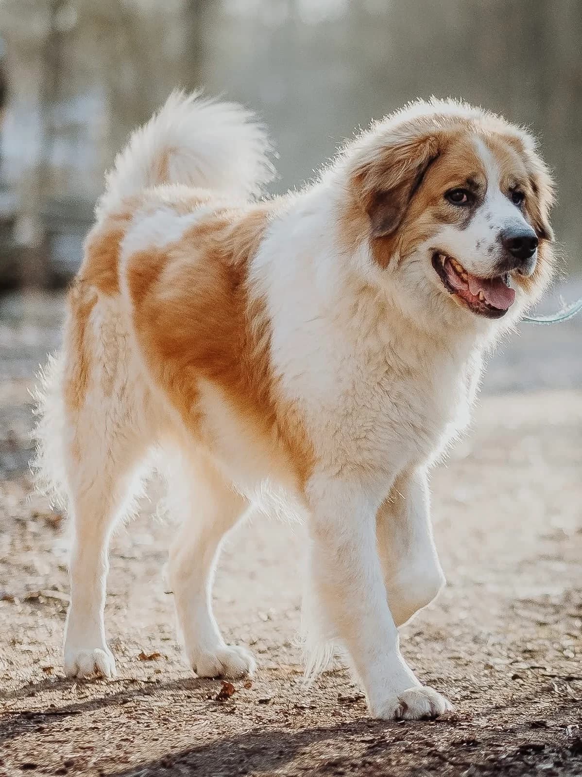 Jons, trikolor male senior Mixed Breed for adoption at Schronisko dla Bezdomnych Zwierząt w Celestynowie, Celestynów