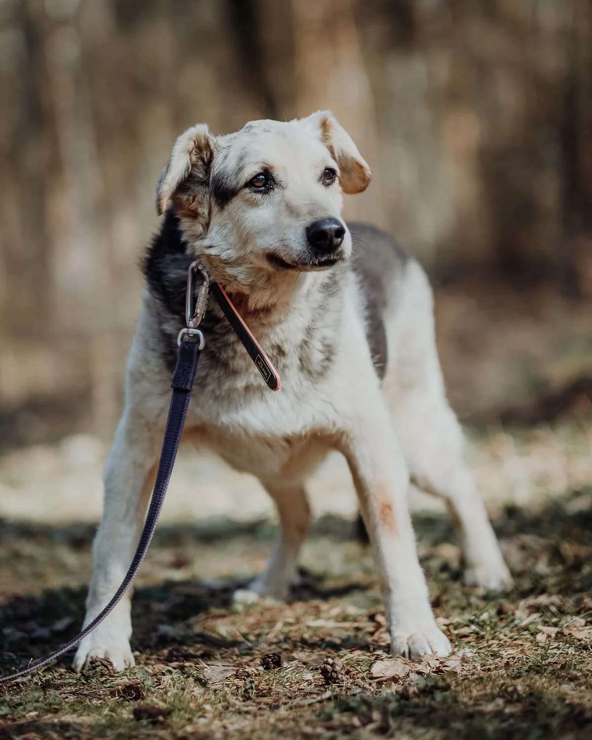 Hummus, male senior Mixed Breed for adoption at Schronisko dla Bezdomnych Zwierząt w Celestynowie, Celestynów