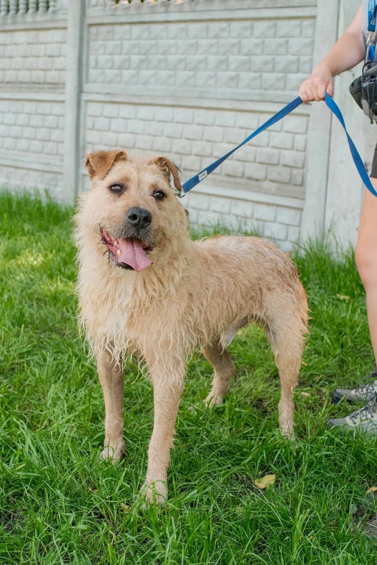 Carbon, male 5yo Mixed Breed for adoption at Schronisko dla Bezdomnych Zwierząt w Celestynowie, Celestynów