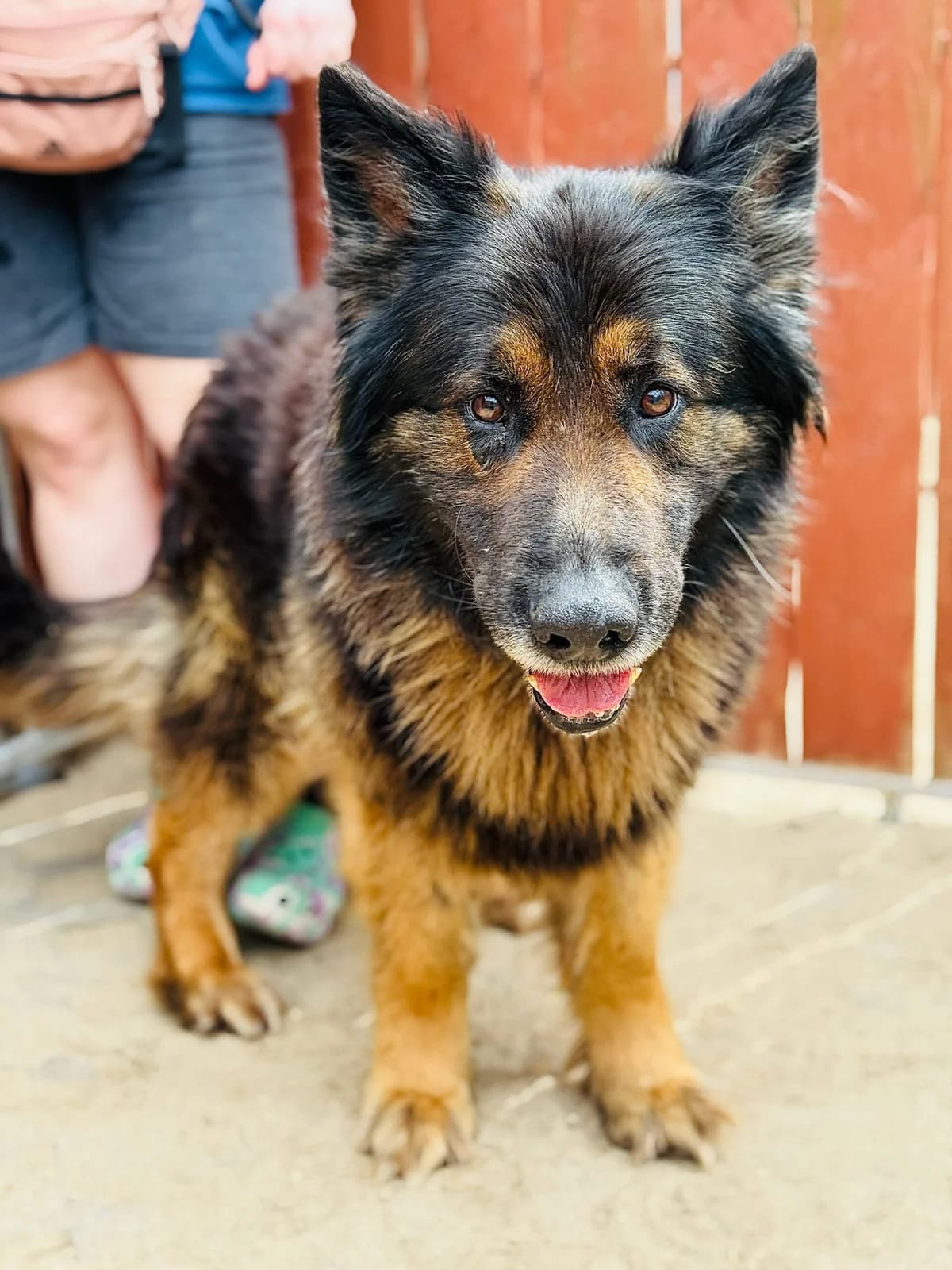 Burlon, male senior Mixed Breed for adoption at Schronisko dla Bezdomnych Zwierząt w Celestynowie, Celestynów