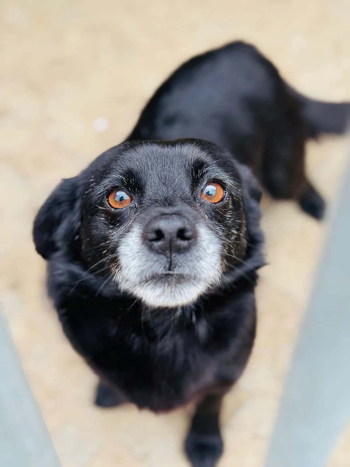 Chorwacja, female 7yo Mixed Breed for adoption at Schronisko dla Bezdomnych Zwierząt w Celestynowie, Celestynów