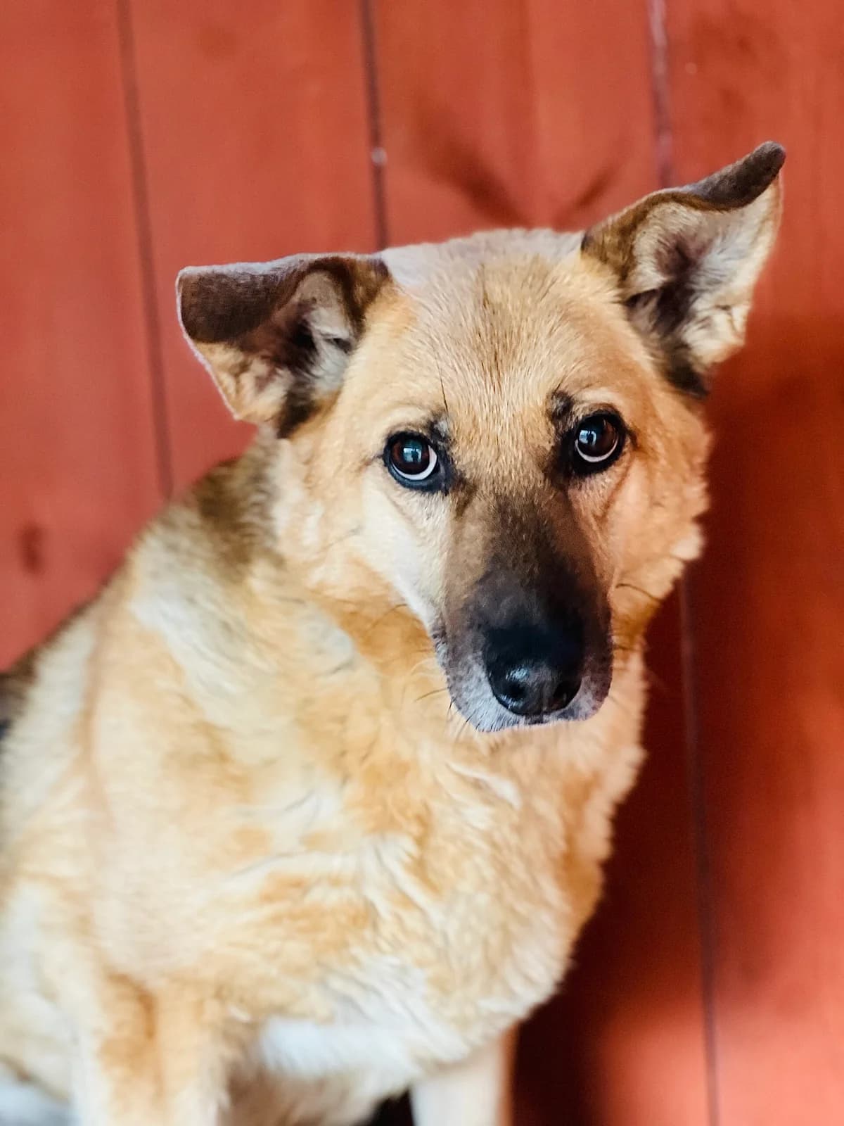 Felek, czarno-biały male 3yo Mixed Breed for adoption at Schronisko dla Bezdomnych Zwierząt w Celestynowie, Celestynów