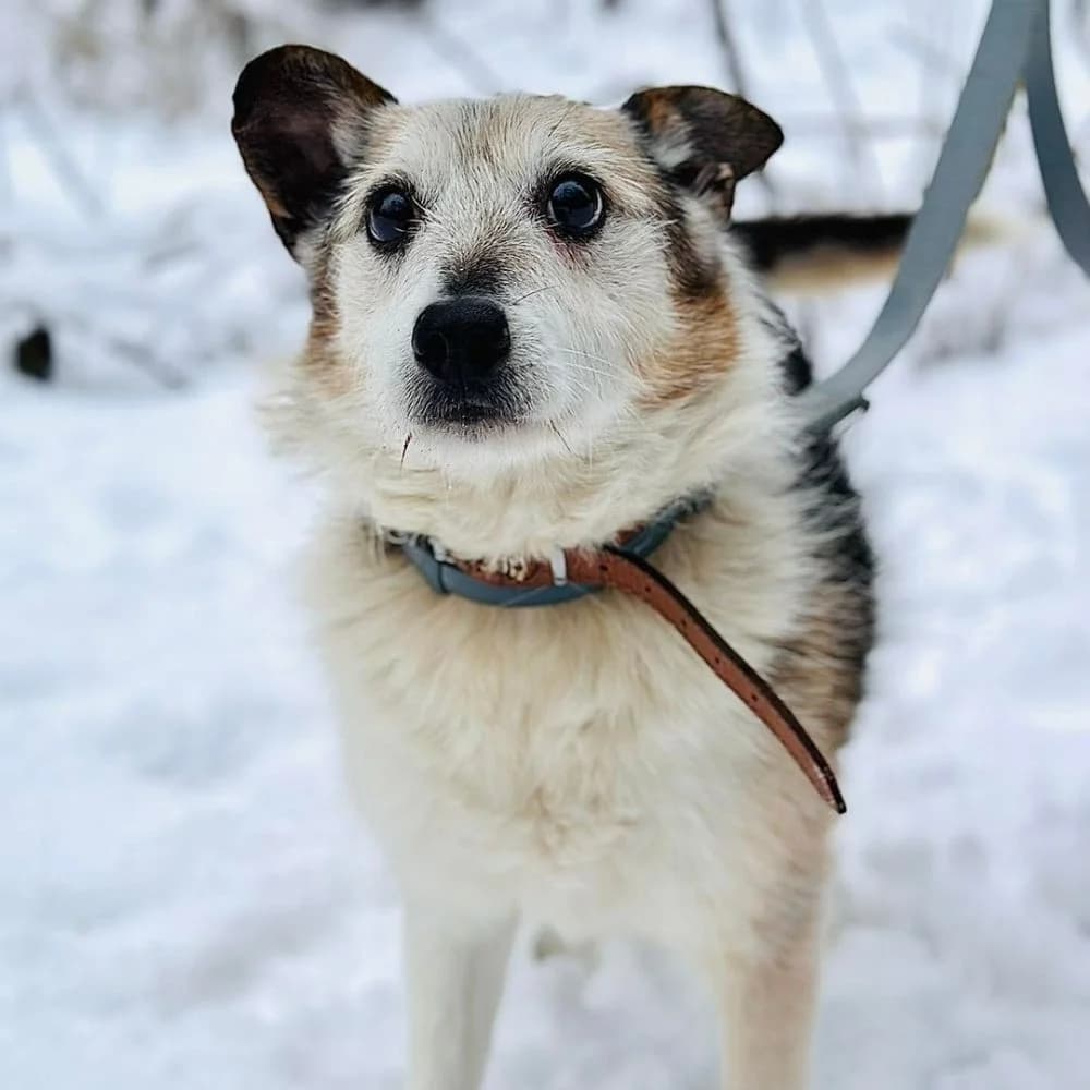 Gerber, czarny podpalany male senior Mixed Breed for adoption at Schronisko dla Bezdomnych Zwierząt w Celestynowie, Celestynów