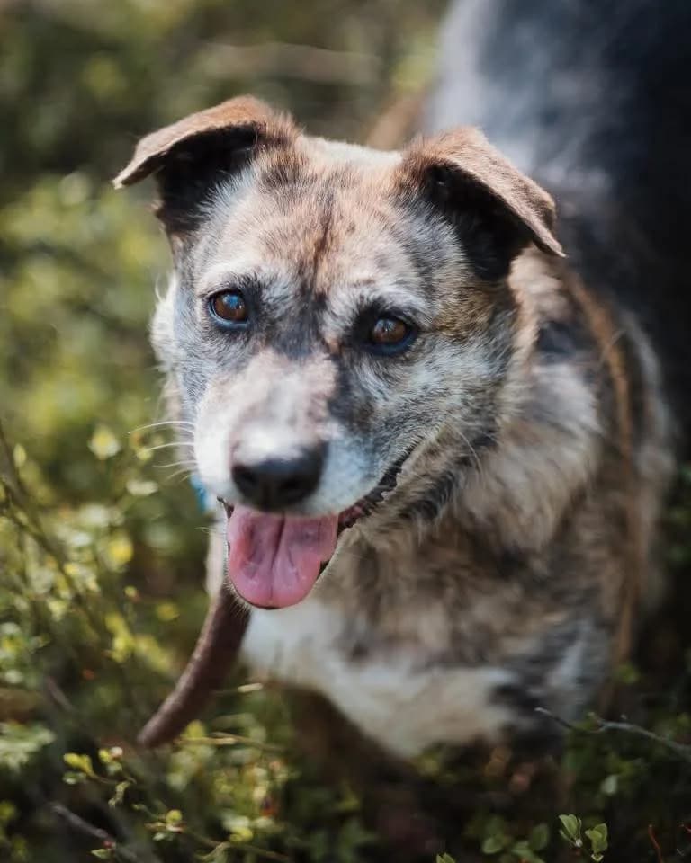 Grzechotka, female 7yo Mixed Breed for adoption at Schronisko dla Bezdomnych Zwierząt w Celestynowie, Celestynów