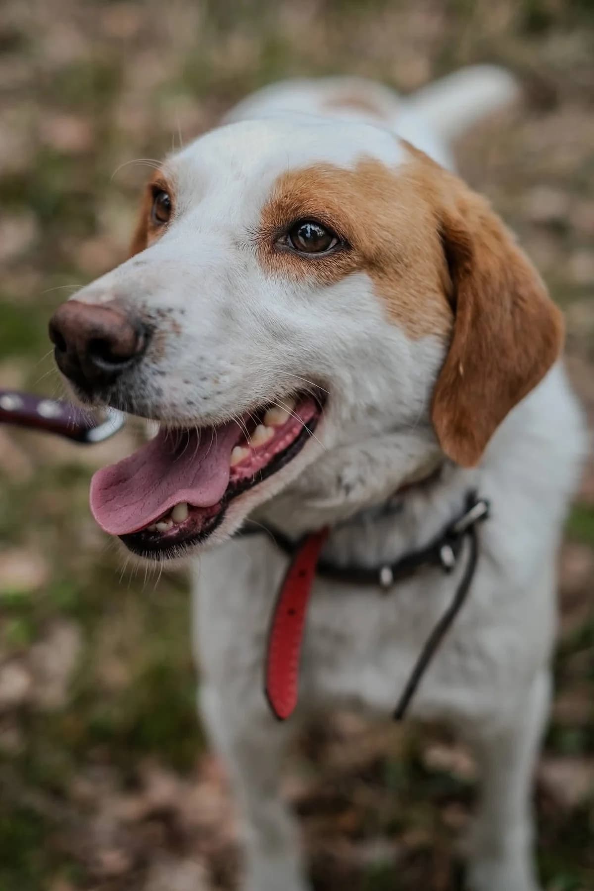 Grzechotka, female 6yo Mixed Breed for adoption at Schronisko dla Bezdomnych Zwierząt w Celestynowie, Celestynów