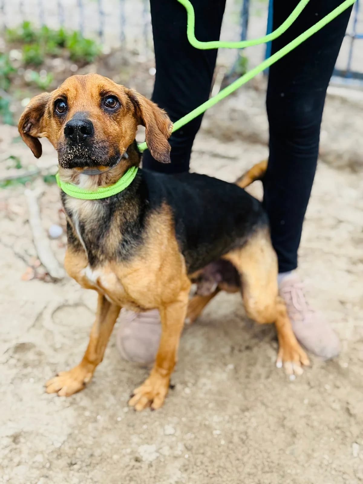 Jazz, male 7yo Mixed Breed for adoption at Schronisko dla Bezdomnych Zwierząt w Celestynowie, Celestynów