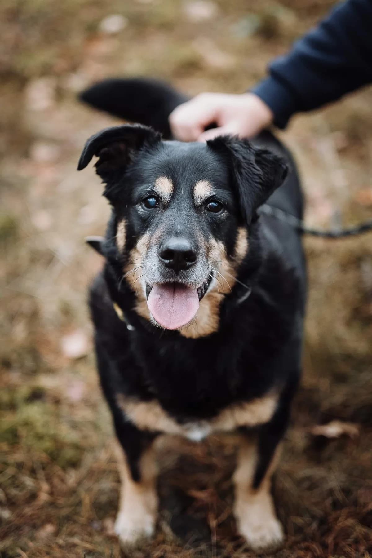 Kankan, czarny podpalany na jasno male senior Mixed Breed for adoption at Schronisko dla Bezdomnych Zwierząt w Celestynowie, Celestynów