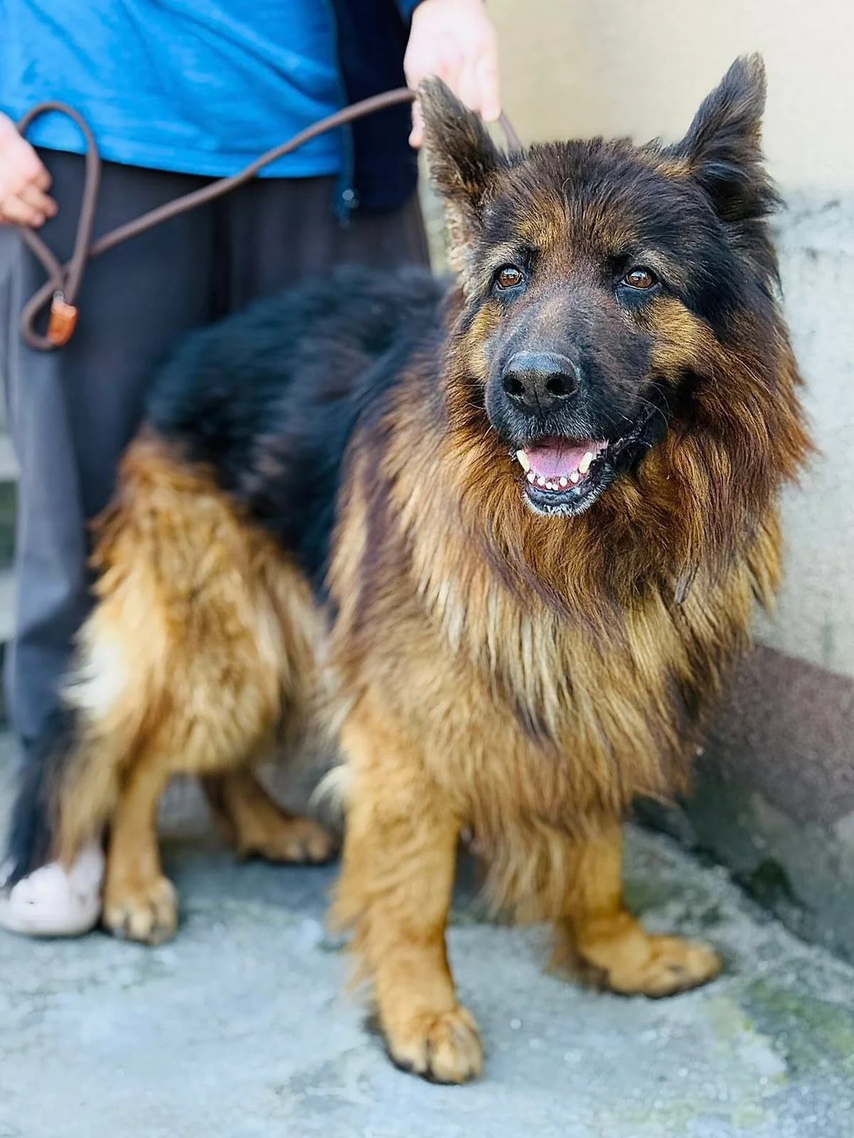 Levis, brązowy male 3yo Mixed Breed for adoption at Schronisko dla Bezdomnych Zwierząt w Celestynowie, Celestynów