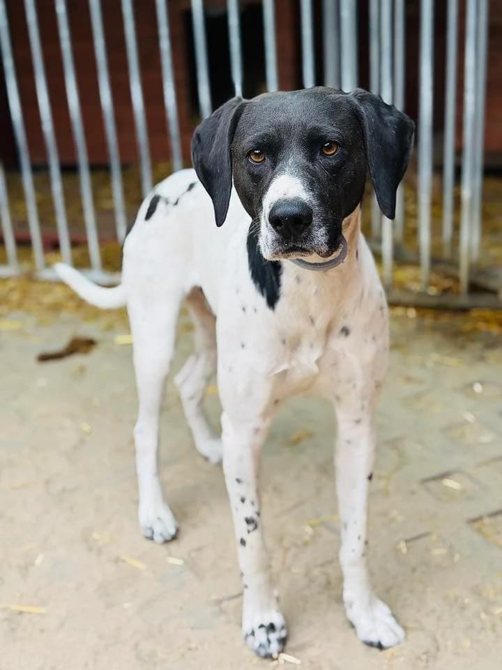 Mors, wilczasty z białym male young Mixed Breed for adoption at Schronisko dla Bezdomnych Zwierząt w Celestynowie, Celestynów
