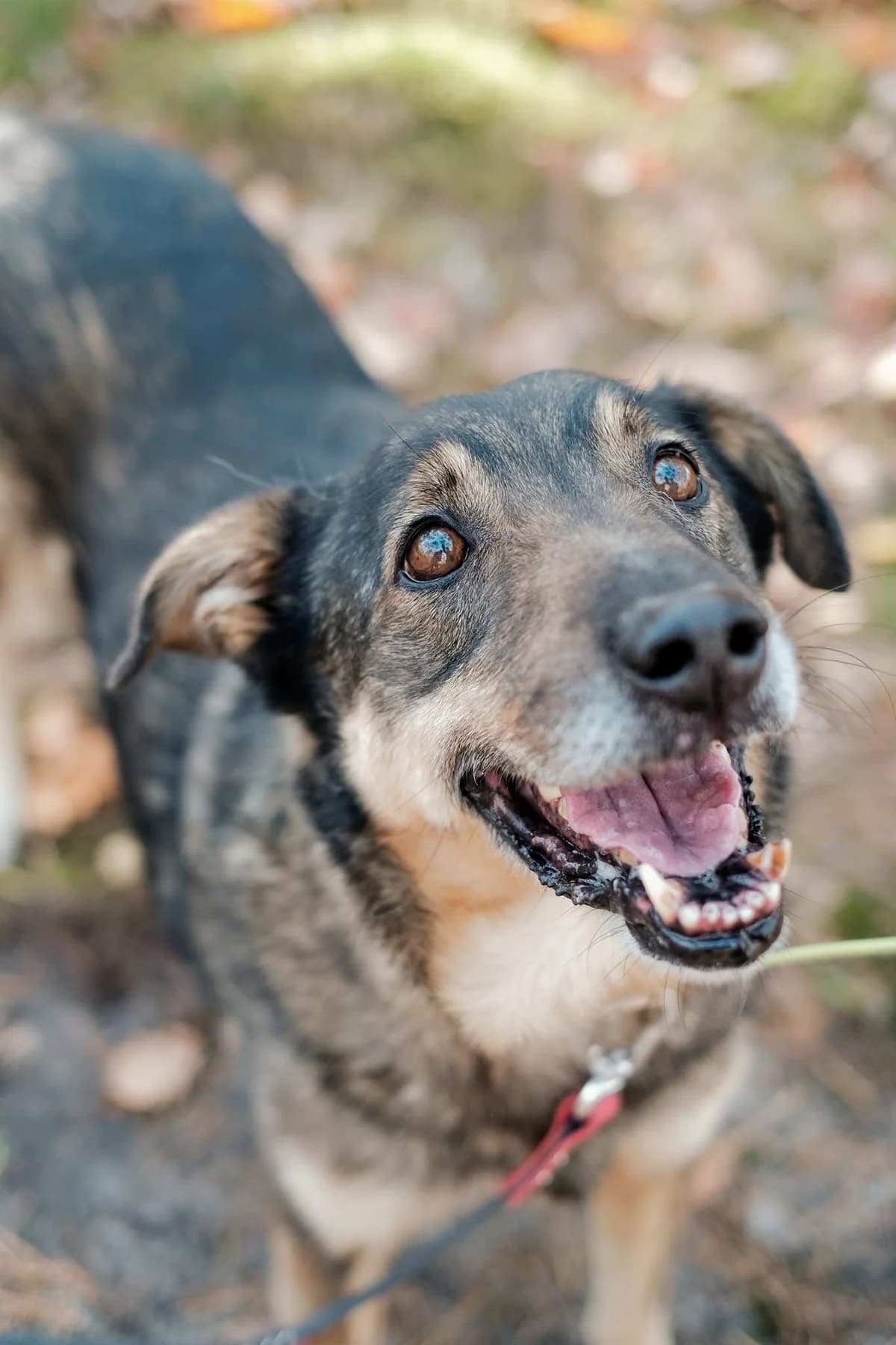 Muza, female senior Mixed Breed for adoption at Schronisko dla Bezdomnych Zwierząt w Celestynowie, Celestynów