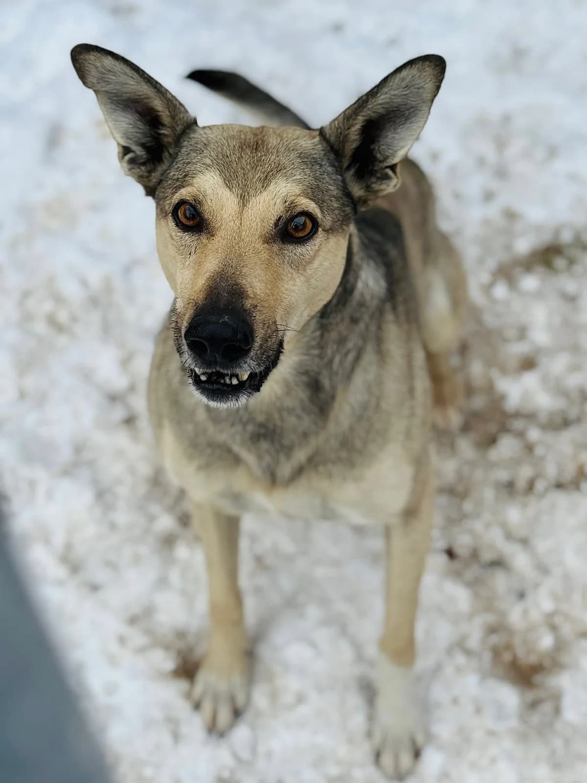 Perun, czarny podpalany male senior Mixed Breed for adoption at Schronisko dla Bezdomnych Zwierząt w Celestynowie, Celestynów